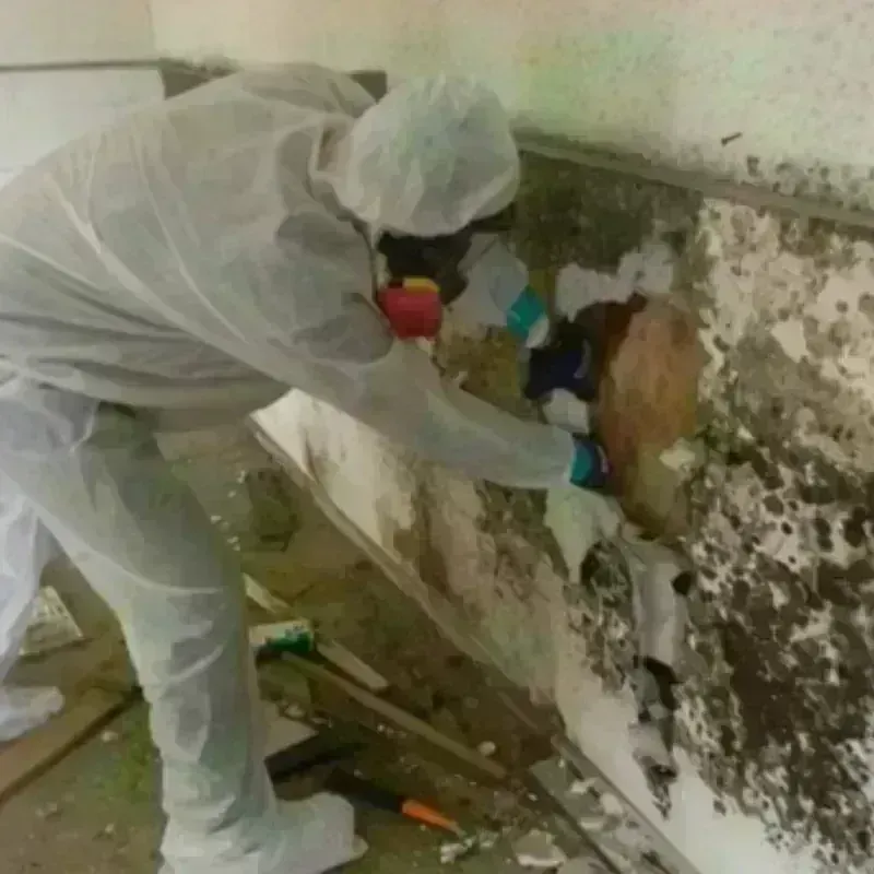 Mold Remediation and Removal in Tiverton, RI